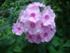 DSC04178.JPG