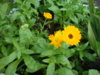 DSC04192.JPG