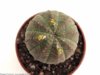 Euphorbia-obesa986.jpg