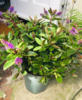 IMG_2338 (1).PNG