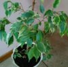 _20201012_180809.JPG
