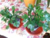 DSCN7582.JPG