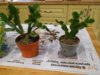 DSCN7597.JPG