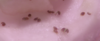 2021-05-26_16-46-23.png