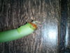 IMG_20210612_171058_7.jpg