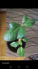 Screenshot_20210620-161551.png