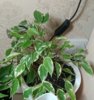 IMG_20220109_194115_147.jpg