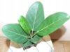 ficus-benghalensis-poliv.jpg