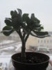 Crassula arborescens subsp. undulatifolia.jpg