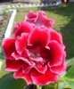 DSCN8719.JPG