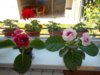 DSCN8725.JPG
