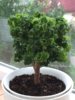 Graveolens Bontrosai Пеларгония.jpg
