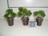 P. graveolens cv Bontrosai.jpeg