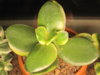 Crassula ovata Kagetsu Nishiki Maruba 05.022023 г.jpg