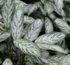 aglaonema-silver-queen-interior-plant (1).jpg