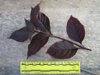 1200px-Brazilian_joyweed_(Alternanthera_brasiliana)_leaves_ruled.jpg