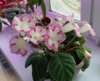 IMG_20240503_142839.jpg