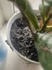 IMG_7811.jpeg