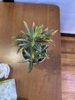 IMG_2449.jpeg