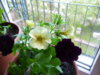 P1160351.JPG