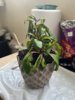 IMG_3952.jpeg