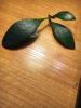 ficus2.jpg