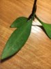 ficus3.jpg