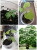 Collage_20250429_193351.jpg