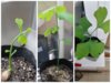 Collage_20250429_181645.jpg