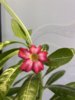 IMG_3084.jpeg