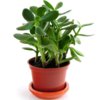 this_photo_primer_Krassula1200.jpg