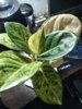 IMG_20260430_063238.jpg