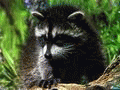 Raccoon04