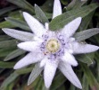 edelweis