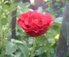 agatika