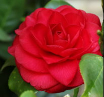 DiaDia