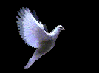 fenixbird