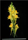 Linaria