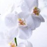 saorias