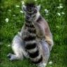 Lemur