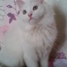 Lancela