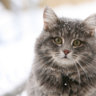 Васька кот