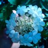 Ario