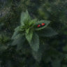 Alinalis