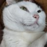 Bosya