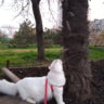 Рыже Черная