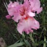 Cherry blossom