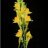 Linaria