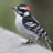 birdwoodpecker