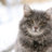 Васька кот